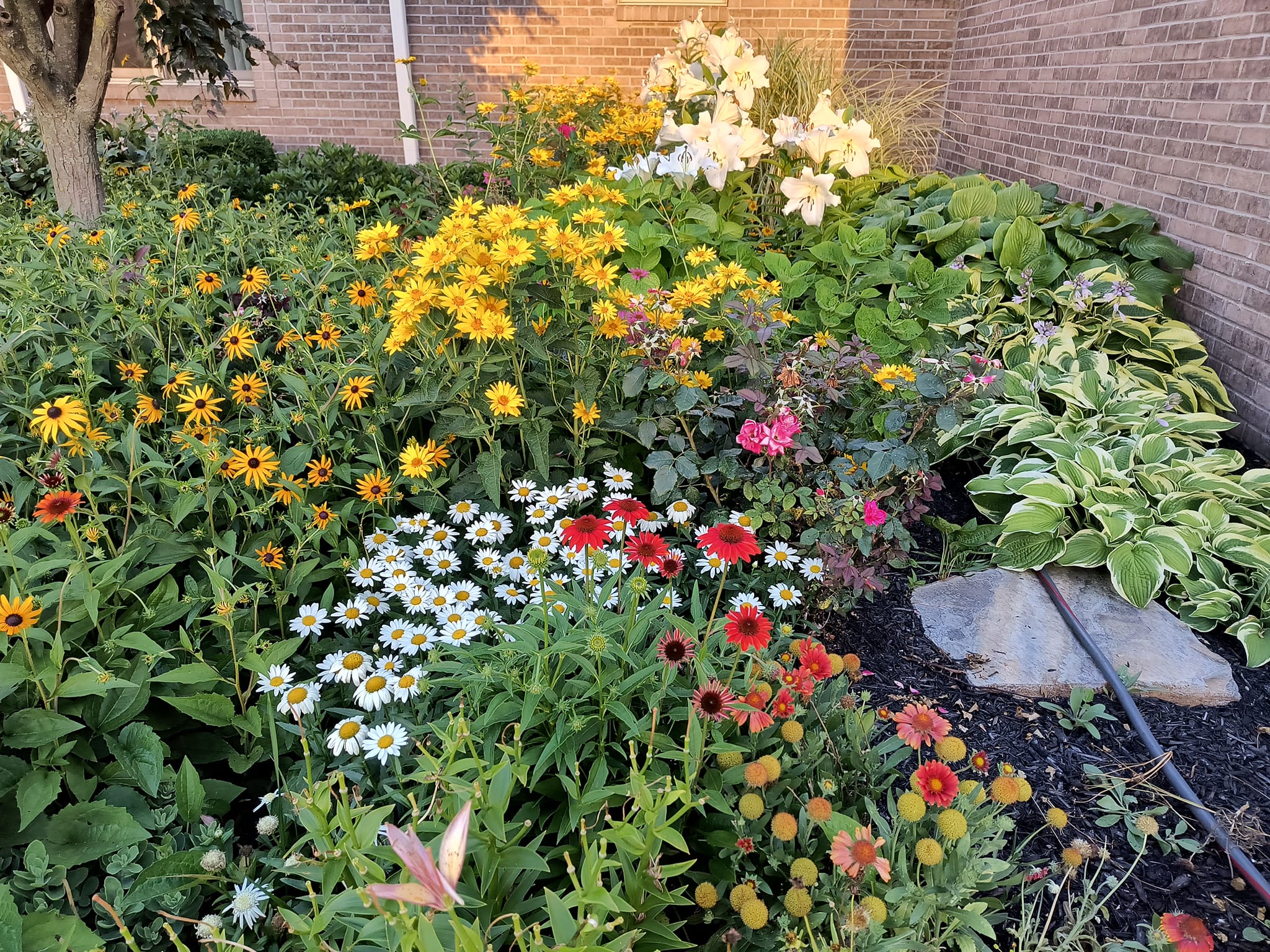 Perennial flower bed with black-eyed Susans and daisies